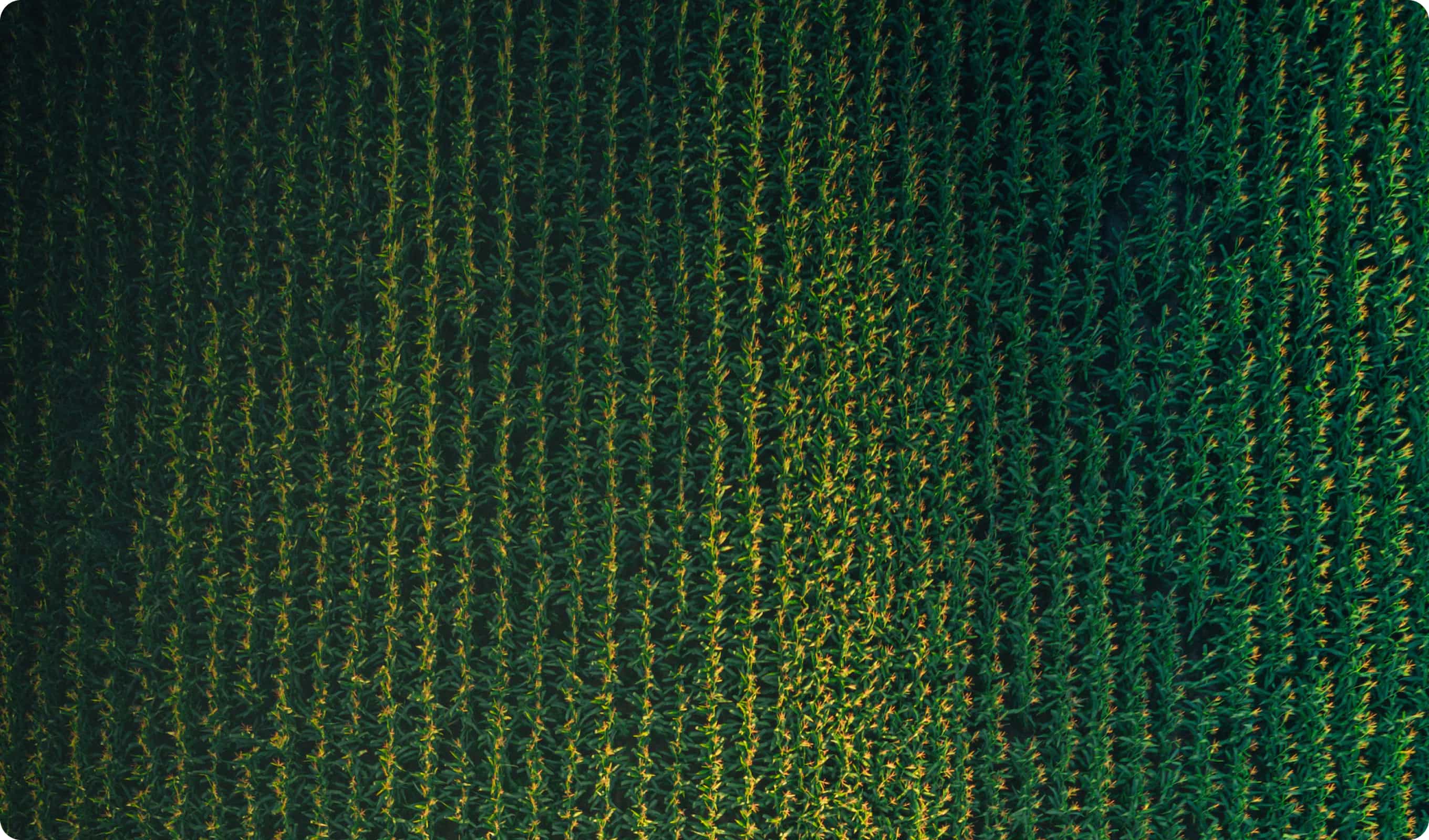 Wallpaper